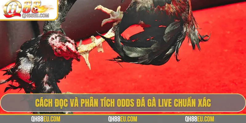 Odds Đá Gà Live – Cập Nhật Tỷ Lệ Chuẩn Xác Siêu Lợi Nhuận Tại QH88 3 Cách đọc và phân tích odds đá gà live chuẩn xác
