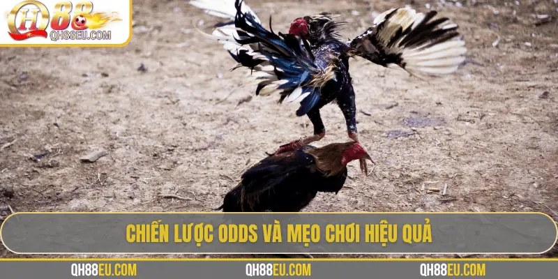 Odds Đá Gà Live – Cập Nhật Tỷ Lệ Chuẩn Xác Siêu Lợi Nhuận Tại QH88 4 Chiến lược odds và mẹo chơi hiệu quả