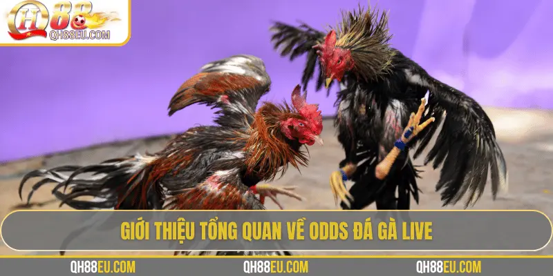 Odds Đá Gà Live – Cập Nhật Tỷ Lệ Chuẩn Xác Siêu Lợi Nhuận Tại QH88 2 Giới thiệu tổng quan về odds đá gà live