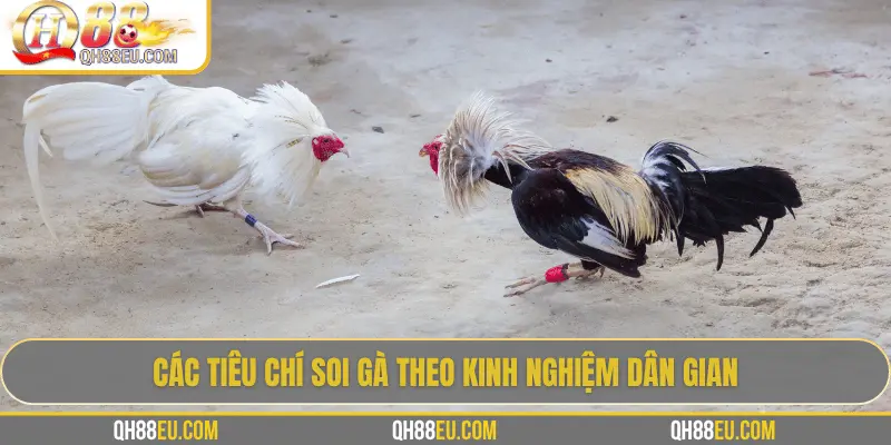 Hướng Dẫn Soi Gà Chọi – Nghệ Thuật Chọn Chiến Kê Giúp Thắng Lớn Tại QH88 4 Các tiêu chí soi gà theo kinh nghiệm dân gian