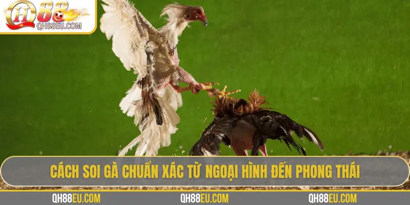 Hướng Dẫn Soi Gà Chọi – Nghệ Thuật Chọn Chiến Kê Giúp Thắng Lớn Tại QH88 3 Cách soi gà chuẩn xác từ ngoại hình đến phong thái