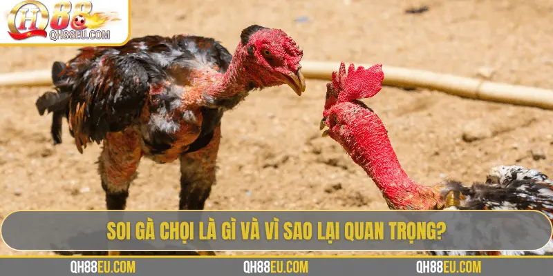 Hướng Dẫn Soi Gà Chọi – Nghệ Thuật Chọn Chiến Kê Giúp Thắng Lớn Tại QH88 2 Soi gà chọi là gì và vì sao lại quan trọng?