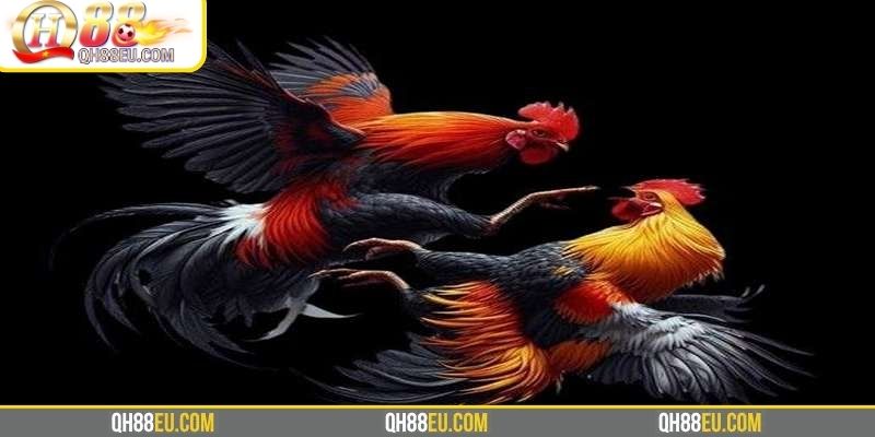 ODIN QH88 – Trải Nghiệm Đá Gà Chuẩn Châu Âu Đỉnh Cao 2 Vài nét về sảnh đá gà ODIN